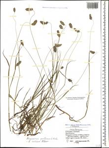 Alopecurus ponticus K.Koch, Caucasus, Stavropol Krai, Karachay-Cherkessia & Kabardino-Balkaria (K1b) (Russia)