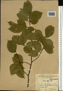 Ulmus laevis Pall., Eastern Europe, Eastern region (E10) (Russia)