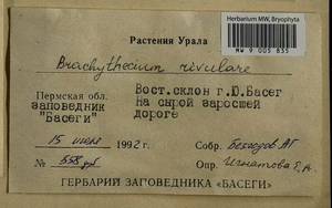 Brachythecium rivulare Schimp., Bryophytes, Bryophytes - Permsky Krai, Udmurt Republic, Sverdlovsk & Kirov Oblasts (B8) (Russia)