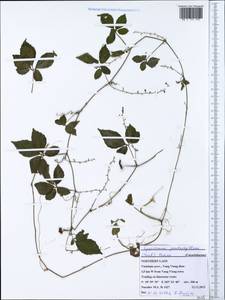 Gynostemma pentaphyllum (Thunb.) Makino, South Asia, South Asia (Asia outside ex-Soviet states and Mongolia) (ASIA) (Laos)