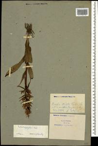 Dactylorhiza urvilleana (Steud.) H.Baumann & Künkele, Caucasus, Azerbaijan (K6) (Azerbaijan)