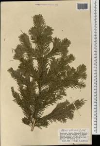 Abies sibirica Ledeb., Mongolia (MONG) (Mongolia)