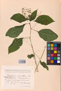 Impatiens parviflora DC., Eastern Europe, Central region (E4) (Russia)