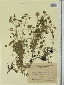 Trifolium fragiferum L., Eastern Europe, North Ukrainian region (E11) (Ukraine)