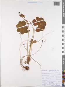 Alchemilla cymatophylla Juz., Eastern Europe, Eastern region (E10) (Russia)
