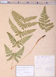 Dryopteris carthusiana (Vill.) H.P.Fuchs, Siberia, Central Siberia (S3) (Russia)