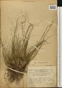 Stipa korshinskyi Roshev., Eastern Europe, Eastern region (E10) (Russia)