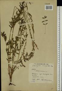 Onobrychis viciifolia Scop., Eastern Europe, Eastern region (E10) (Russia)