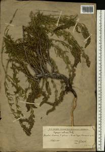 Hyssopus officinalis subsp. montanus (Jord. & Fourr.) Briq., Eastern Europe, Lower Volga region (E9) (Russia)