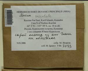 Mnium orientale R.E. Wyatt, Odrzyk. & T.J. Kop., Bryophytes, Bryophytes - Russian Far East (excl. Chukotka & Kamchatka) (B20) (Russia)