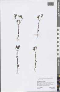 Campanula, South Asia, South Asia (Asia outside ex-Soviet states and Mongolia) (ASIA) (Turkey)