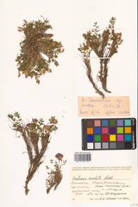 Oxytropis revoluta Ledeb., Siberia, Chukotka & Kamchatka (S7) (Russia)