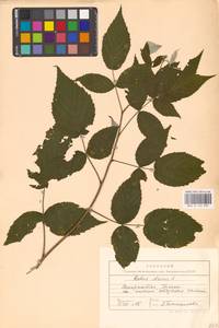 Rubus idaeus L., Eastern Europe, West Ukrainian region (E13) (Ukraine)
