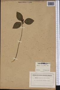 Trillium recurvatum L.C.Beck, America (AMER) (United States)
