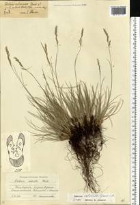 Festuca valesiaca Schleich. ex Gaudin, Eastern Europe, Eastern region (E10) (Russia)