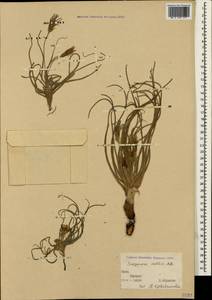 Candollea mollis (M. Bieb.) Yild., Crimea (KRYM) (Russia)