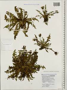 Taraxacum confusum Schischk., Caucasus, Stavropol Krai, Karachay-Cherkessia & Kabardino-Balkaria (K1b) (Russia)