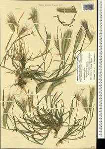 Hordeum murinum subsp. leporinum (Link) Arcang., Crimea (KRYM) (Russia)