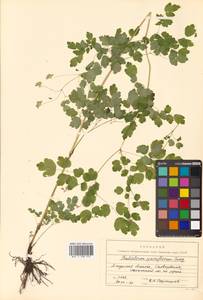 Thalictrum sparsiflorum Turcz. ex Fisch. & C. A. Mey., Siberia, Russian Far East (S6) (Russia)