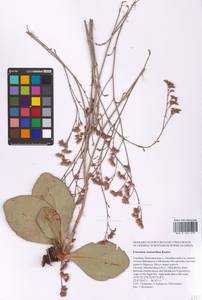 Limonium tomentellum (Boiss.) Kuntze, Eastern Europe, South Ukrainian region (E12) (Ukraine)