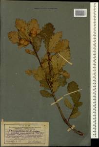 Quercus macranthera Fisch. & C.A.Mey. ex Hohen., Caucasus, Georgia (K4) (Georgia)