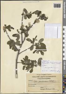 Salix pseudomedemii E.L.Wolf, Caucasus, North Ossetia, Ingushetia & Chechnya (K1c) (Russia)