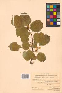 Celastrus orbiculatus Thunb., Siberia, Russian Far East (S6) (Russia)