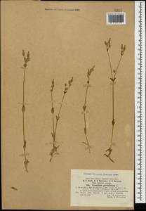 Dichodon perfoliatum (L.) Á. Löve & D. Löve, Caucasus, Azerbaijan (K6) (Azerbaijan)