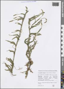 Lycopodium lagopus (Laest. ex C. Hartm.) Zinserl. ex Kuzen., Siberia, Baikal & Transbaikal region (S4) (Russia)