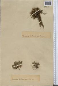 Androsace villosa var. dasyphylla (Bunge) Kar. & Kir., Middle Asia, Pamir & Pamiro-Alai (M2)