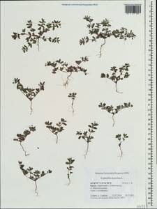 Euphorbia maculata L., Crimea (KRYM) (Russia)