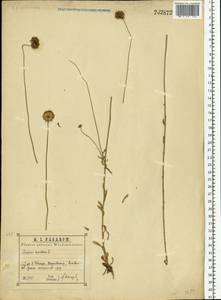 Jasione montana L., Eastern Europe, Central region (E4) (Russia)