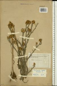 Centaurea solstitialis L., Eastern Europe, South Ukrainian region (E12) (Ukraine)