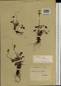 Anemonastrum narcissiflorum subsp. crinitum (Juz.) Raus, Siberia, Yakutia (S5) (Russia)