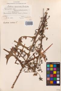 Lactuca indica L., Siberia, Russian Far East (S6) (Russia)