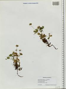 Sibbaldia procumbens L., Siberia, Russian Far East (S6) (Russia)