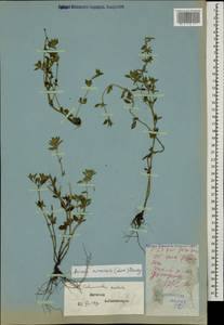 Clinopodium acinos (L.) Kuntze, Caucasus, Dagestan (K2) (Russia)