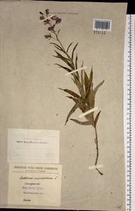 Chamaenerion angustifolium (L.) Scop., Siberia, Baikal & Transbaikal region (S4) (Russia)