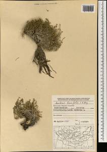 Anabasis brevifolia C. A. Mey., Mongolia (MONG) (Mongolia)