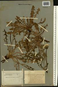 Taraxacum officinale Weber ex F. H. Wigg., Eastern Europe, Latvia (E2b) (Latvia)