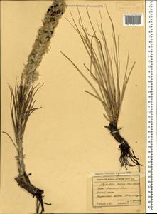 Asphodeline taurica (Pall. ex M.Bieb.) Endl., Crimea (KRYM) (Russia)