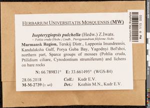 Isopterygiella pulchella (Hedw.) Ignatov & Ignatova, Bryophytes, Bryophytes - Karelia, Leningrad & Murmansk Oblasts (B4) (Russia)