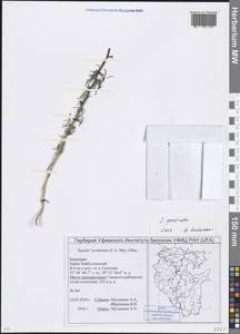 Suaeda prostrata Pall., Eastern Europe, Eastern region (E10) (Russia)