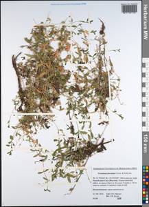 Cerastium furcatum Cham. & Schltdl., Siberia, Yakutia (S5) (Russia)