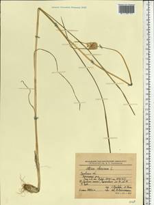 Allium oleraceum L., Eastern Europe, Central forest-and-steppe region (E6) (Russia)