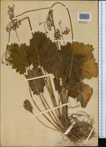 Primula matthioli subsp. turkestanica (Losinsk.) Kovt., Middle Asia, Pamir & Pamiro-Alai (M2)