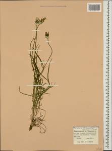 Scorzonera lachnostegia (Woron.) Lipsch., Caucasus, Krasnodar Krai & Adygea (K1a) (Russia)