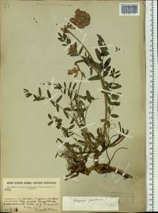 Hedysarum gmelinii Ledeb., Siberia, Baikal & Transbaikal region (S4) (Russia)