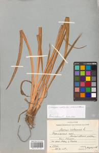 Acorus calamus L., Siberia, Russian Far East (S6) (Russia)