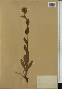 Hieracium villosum Jacq., Western Europe (EUR)